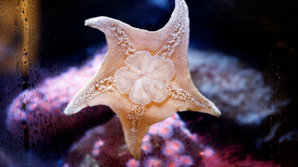 starfish clings