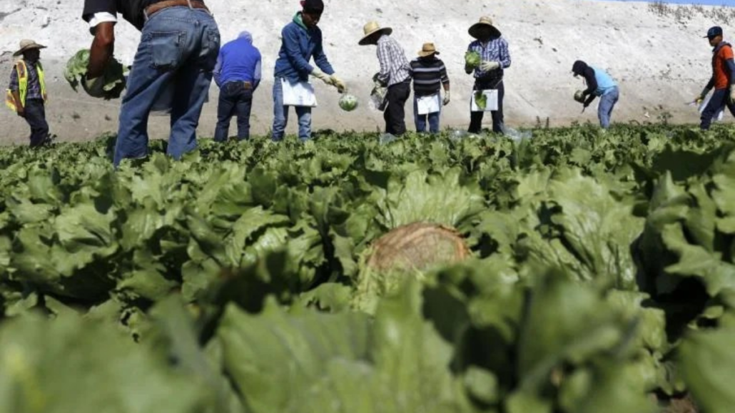 Haitians working in an agricultural field