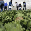 Haitians working in an agricultural field