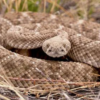 rattle snake bites