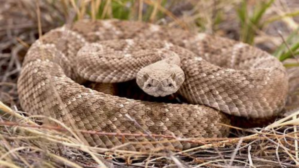 rattle snake bites