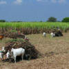 Sugar cane industry in the Dominican Republic