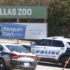 A pair of Dallas police vehicles