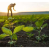 Minority Farmers