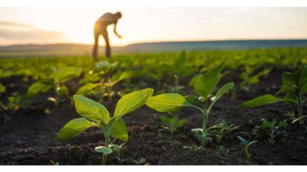 Minority Farmers